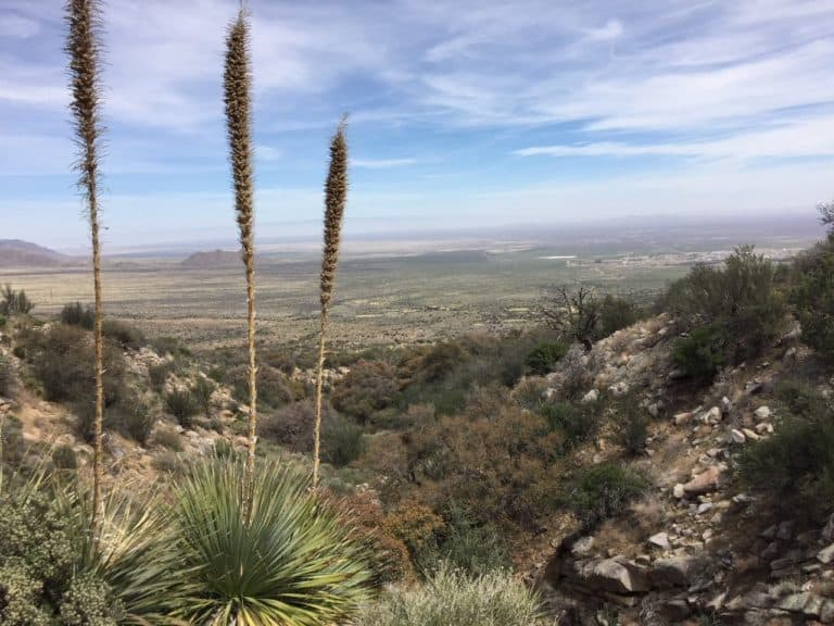 Yucca Soaptrees – Our favorite New Mexico plant!