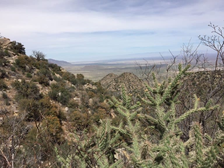 View from Pine Tree Trail