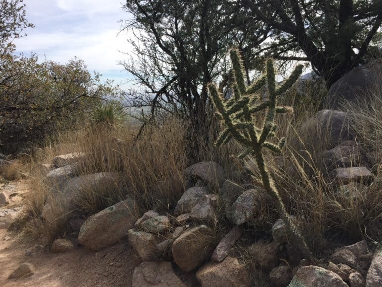 Found several cool cacti along the trail