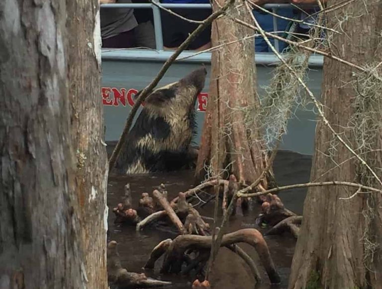 Wild hogs in the bayou