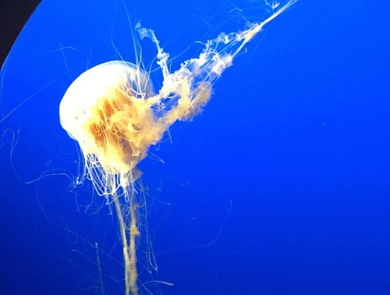 Jellyfish