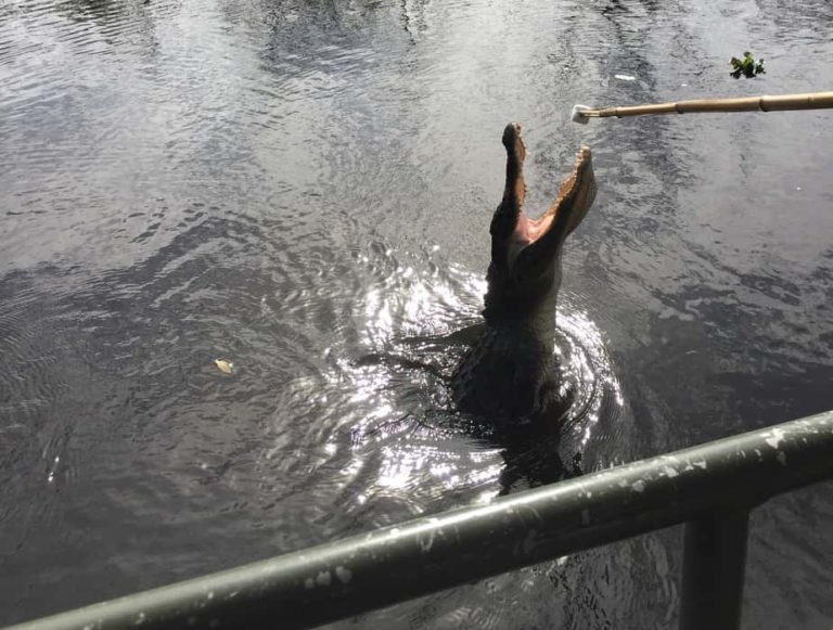 We got to see some alligators on the Bayou tour.