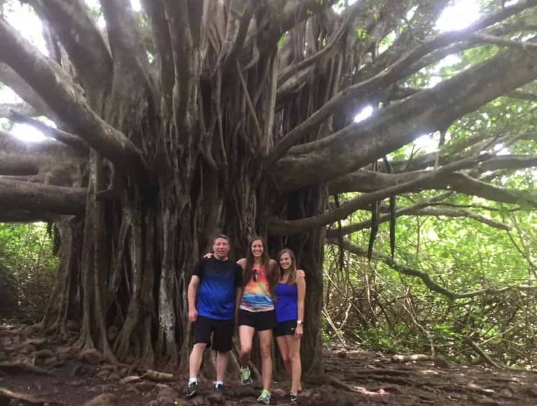 A banyan tree