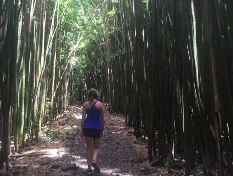 Bamboo forest