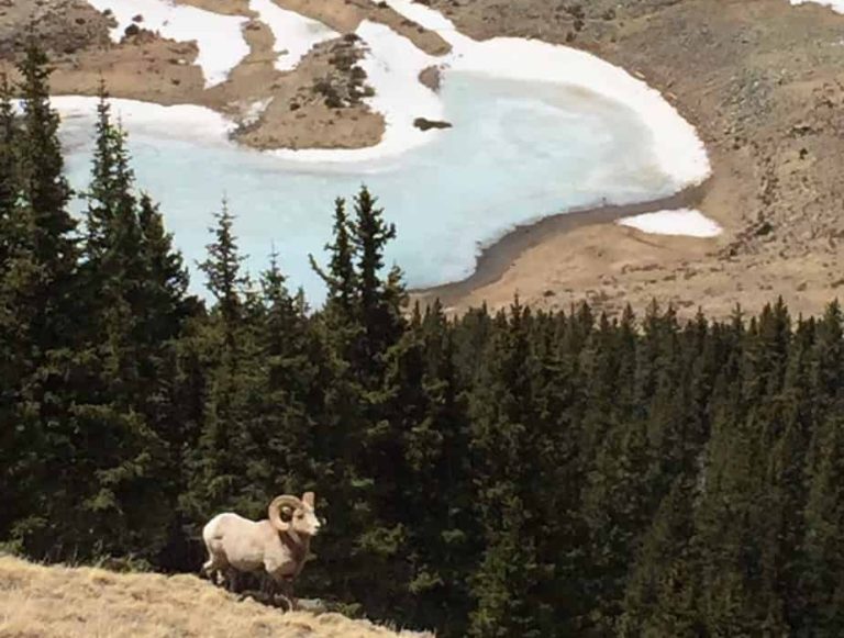 Found a longhorn sheep on our way down!