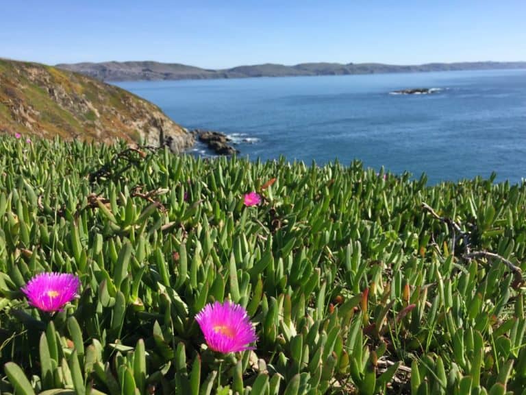 Bodega Head Trail