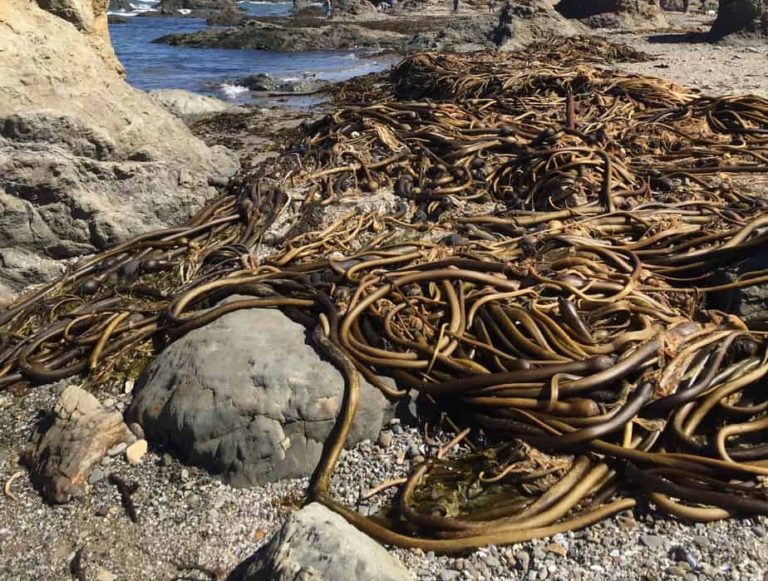 No, these are not snakes, just seaweed!