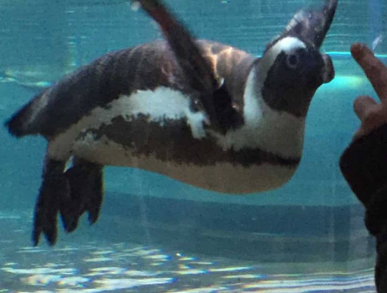 Penguin