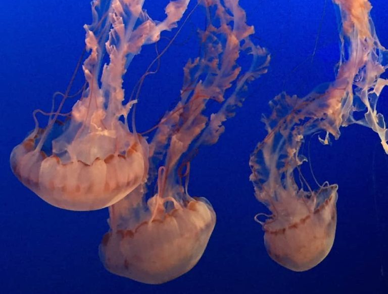 More jellyfish