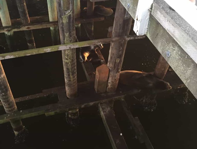 Seals under the boardwalk