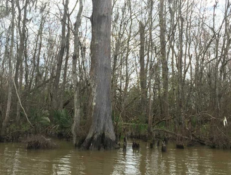 Cypress knees in the Bayou