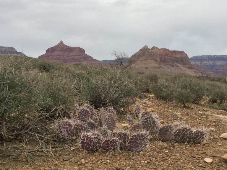 Cacti on the Bright Angel Trail