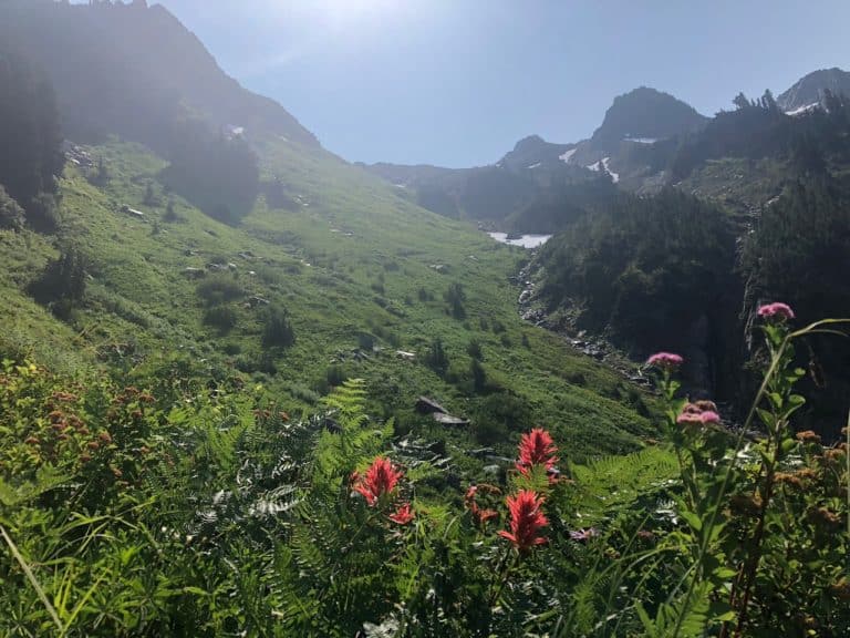 My new favorite wildflower: Indian Paintbrush!