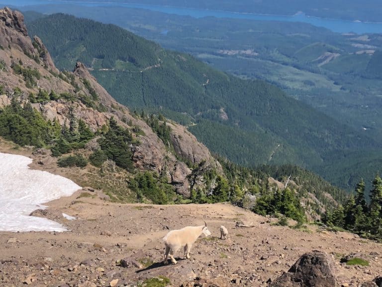 We hung out with several mountain goats at the top!