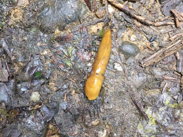 Banana slug