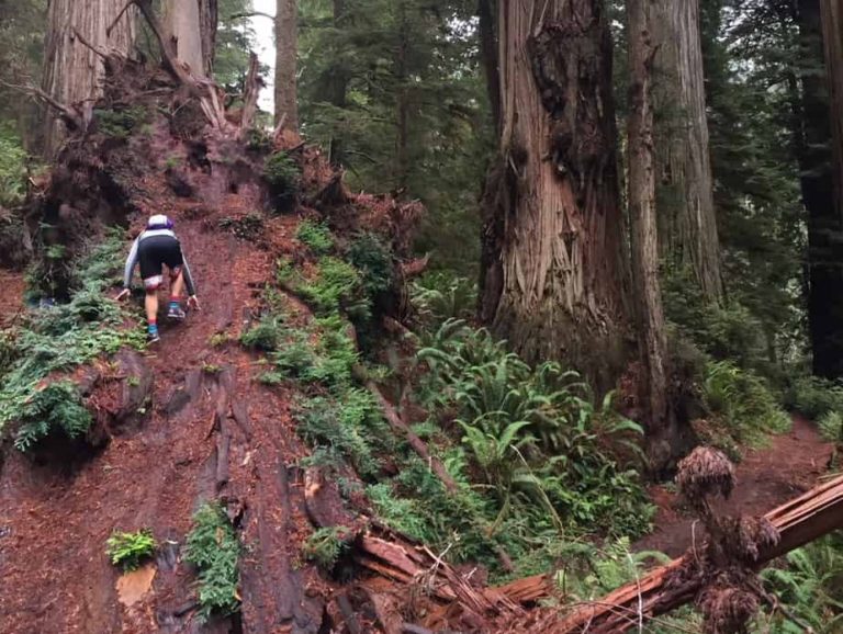 Adam climbing a down tree.