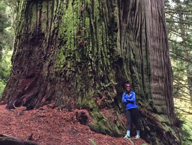 Boy Scout Tree