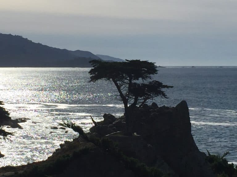 The Lone Cypress