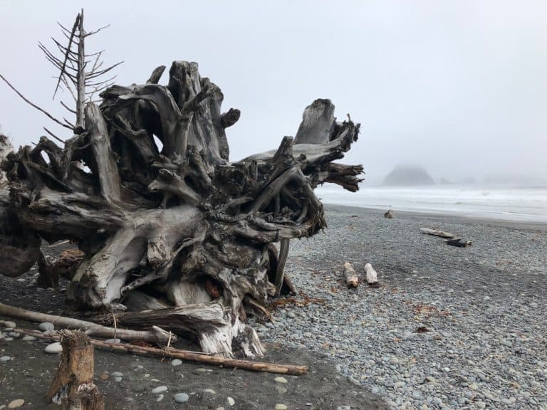 Gnarly driftwood