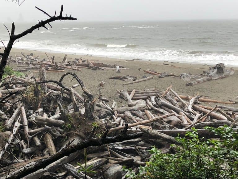 Crazy amount of driftwood at La Push Third Beach