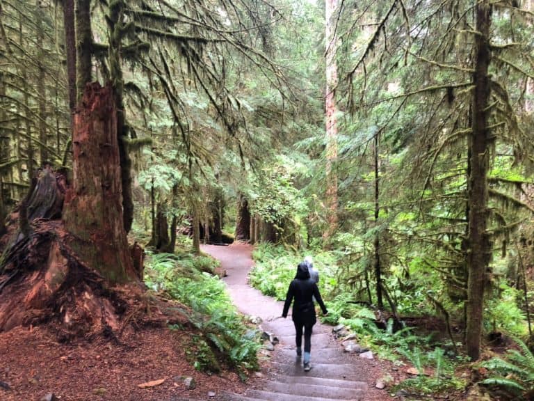 Sol Duc Falls Nature Trail: easy 1.5 mile hike