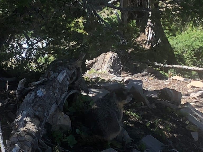 One of many marmot sightings!