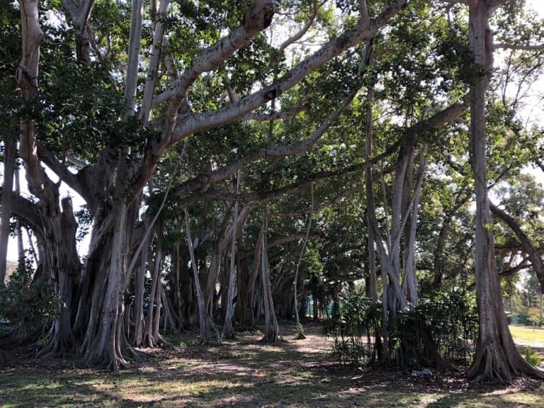 When you park, you'll be greeted by a banyan tree that spans for almost an acre!