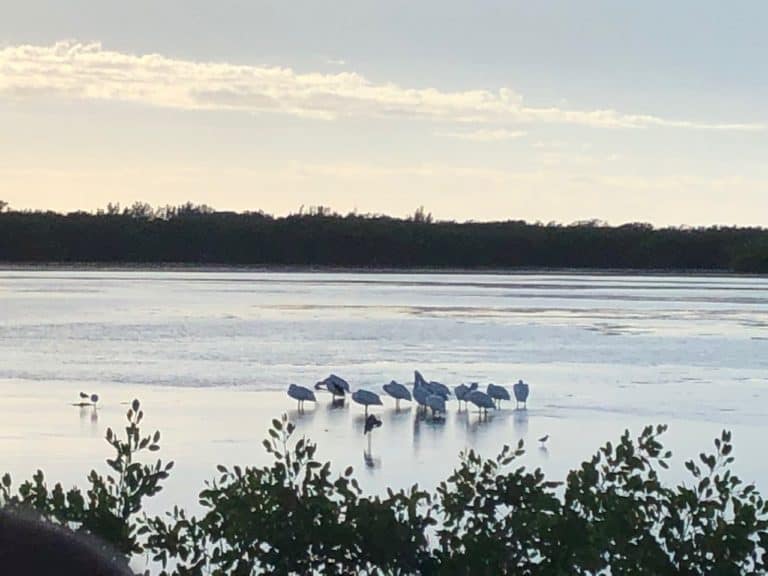 Found some American White Pelicans