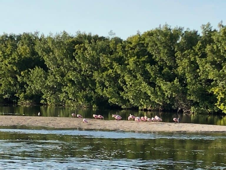 Where we found some flamingos!