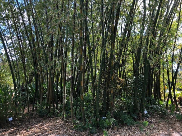 The bamboo trees that lured Edison to buy this property.