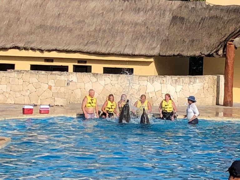 Dolphin shows at the resort!