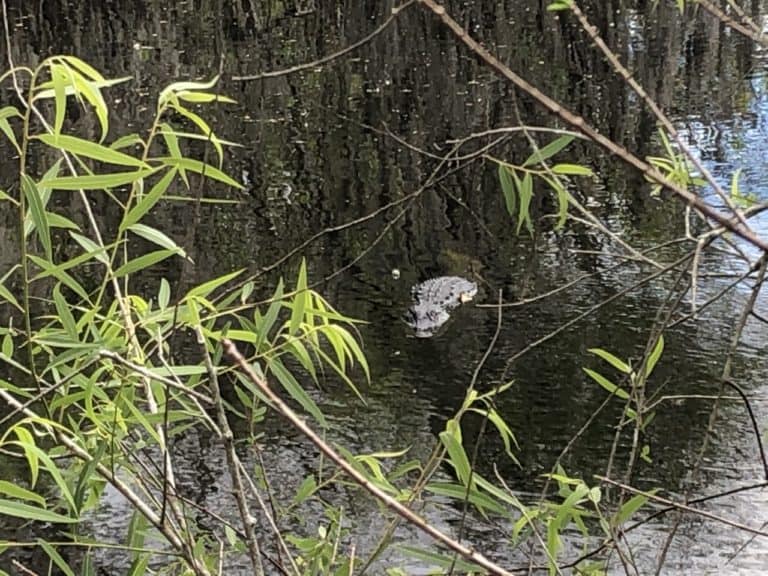 The spot off 41 where our airboat tour guide said the gators tend to hang out!