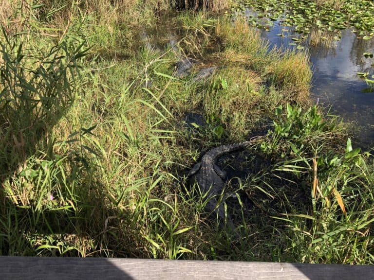 And we also spotted more gators.