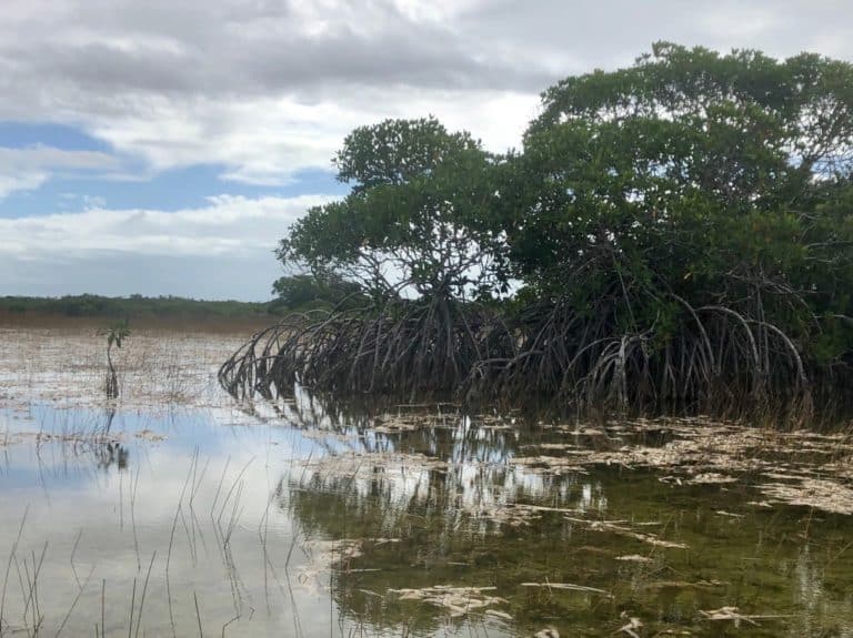 One of my favorites: showcasing a lone mangrove on the left (how they all start) and a huge network of mangroves on the right!