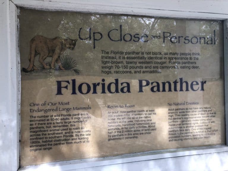 Some interesting facts about the Florida Panther!