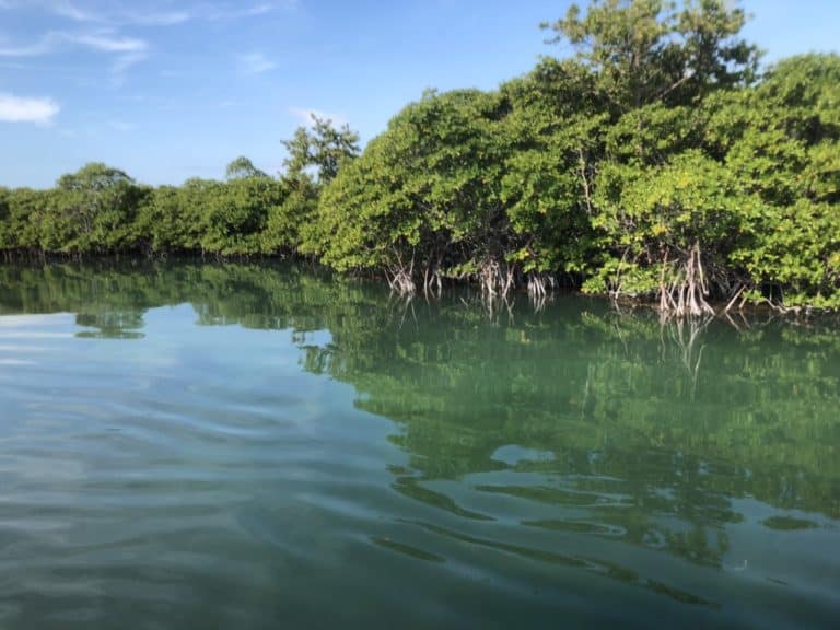 The start of the mangroves!