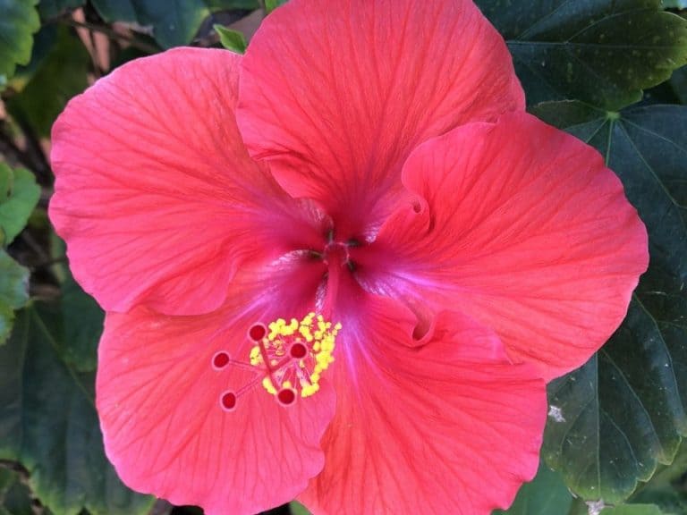 One of the many pretty flowers we found in my grandparent's community on North Hutchinson Island!