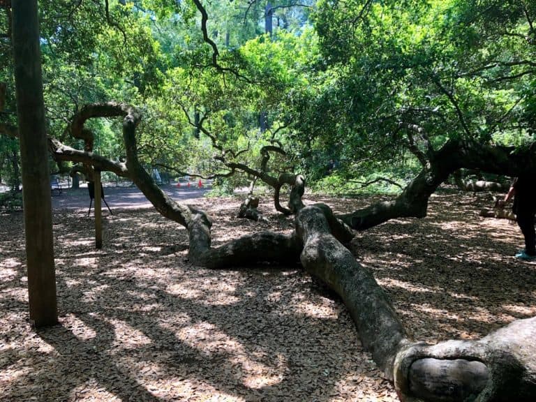 A pretty crazy, sprawling tree that is almost 500 years old and has an 187 ft branch