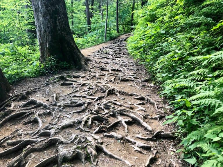 This trail definitely put the ankles to work!