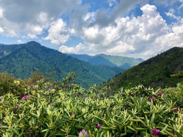 More beautiful views from Mount LeConte!