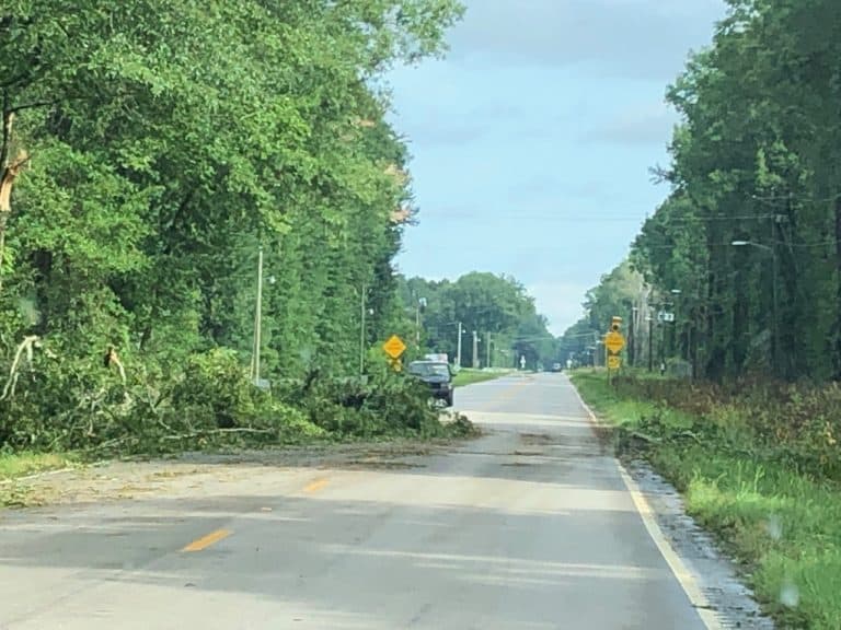 One of the several down trees we encountered on our way to Columbia.