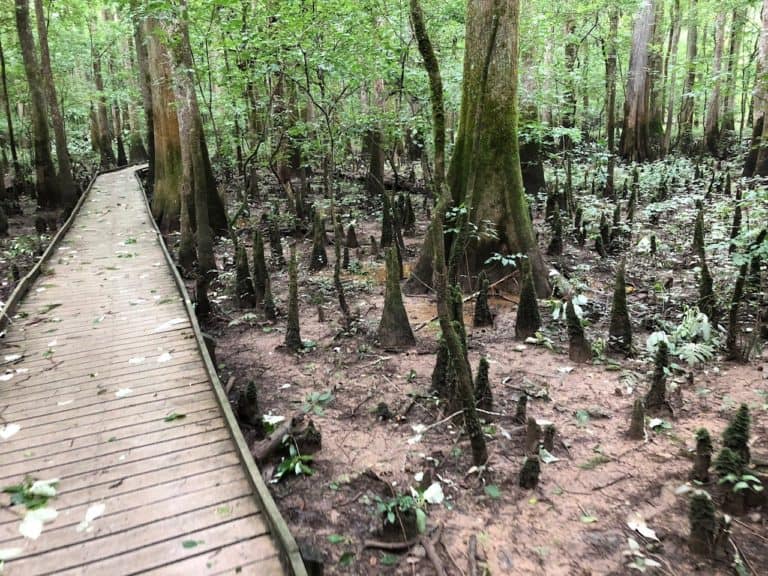 You can see lots of beautiful forest from the comfort of the boardwalk.