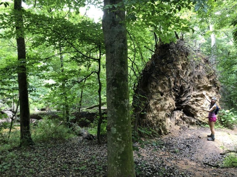 But it's fun to venture past the boardwalk and get those hiking boots muddy! The trees are so tall here that the roots are quite extensive!