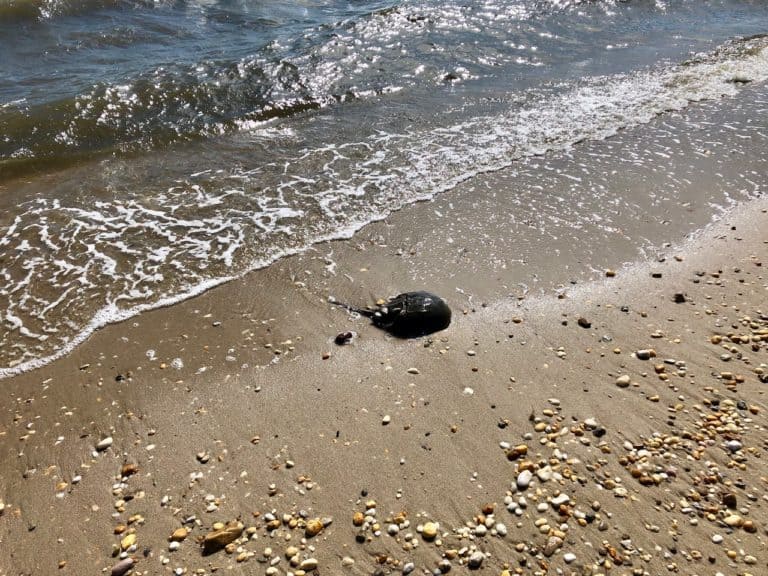 A horseshoe crab!