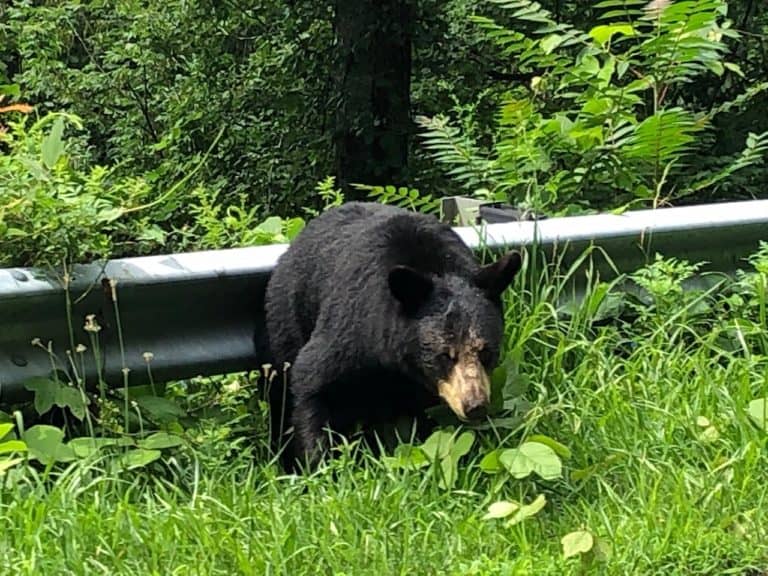 Keep your eyes peeled on Blue Ridge Pkwy because you just might find some wildlife!