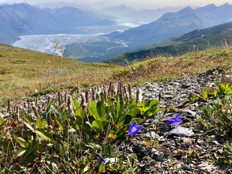 We found the Alaska state flower: forget-me-nots!