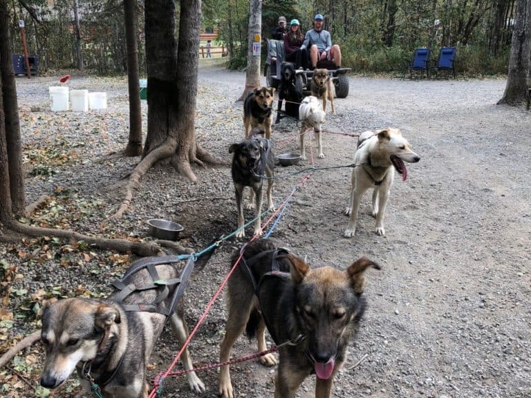 And we even got pulled by a dogsled team!