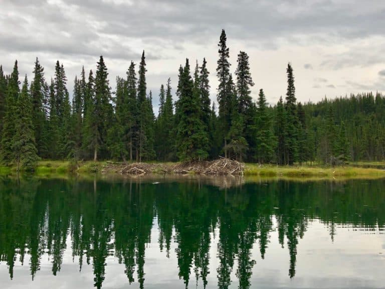 More beaver huts on this calm lake.