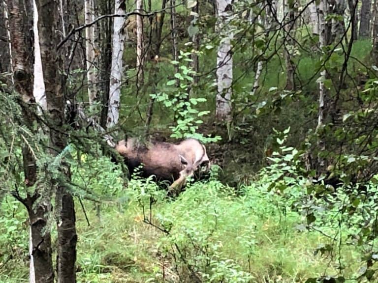 We spotted a moose right away!