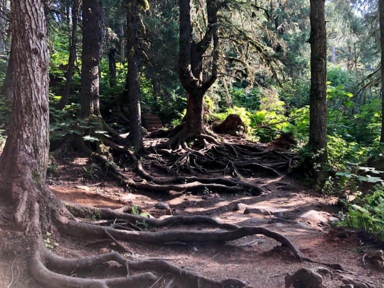 The natural steps up the Virgin Creek Falls Trail!